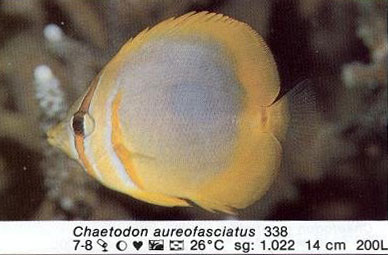 Chaetodon aureofasciatus